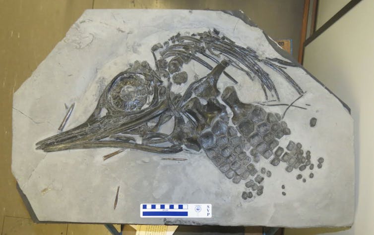 Частичный скелет Leptonectes moorei, разновидности ихтиозавра, названного в честь коллекционера окаменелостей Криса Мура