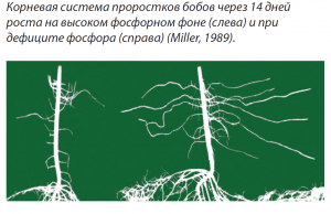 Підземне «царство»   Пшениця розвиває потужну кореневу систему, яка до кінця вегетації може досягати 1,8-2,3 м
